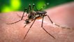 Dengue : symptômes, traitement, prévention, où en est-on ?