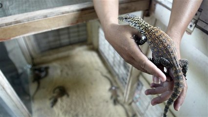 Vidéo : sept dragons de Komodo ont éclos dans un zoo indonésien