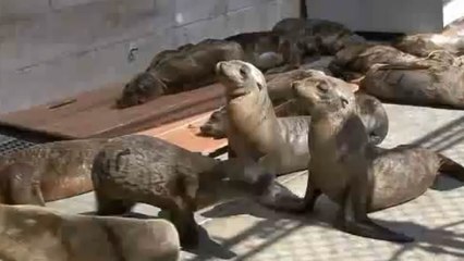 Des centaines d'otaries retrouvées affamées sur les côtes californiennes