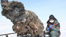 Un mammouth laineux découvert avec son sang dans la glace de Sibérie