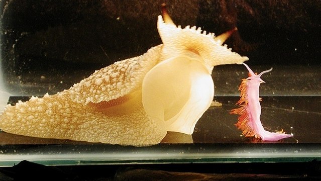 Une limace de mer aux capacités d’apprentissage insoupçonnées