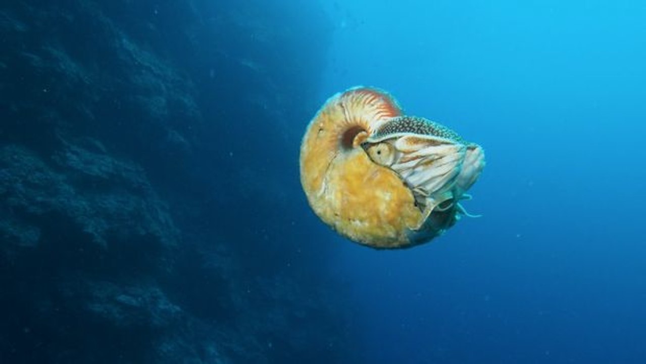 Das erste Mal nach über 30 Jahren wurde dieser äußerst seltene Nautilus in Papua-Neuguinea gesichtet