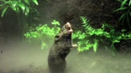 Cette souris chante pour délimiter son territoire