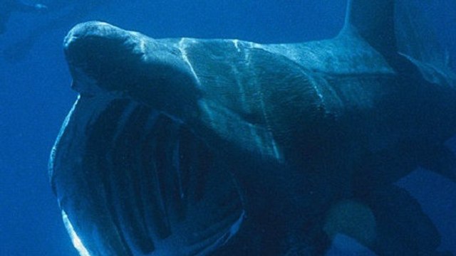 Les requins pèlerins envahissent les eaux de la Bretagne