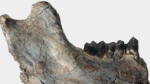 De nouveaux fossiles indiquent que singes et grands singes ont divergé très tôt