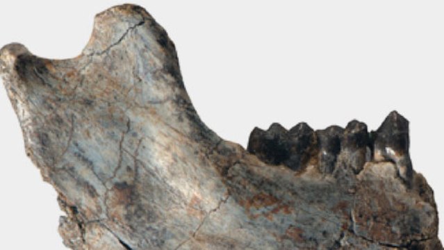 De nouveaux fossiles indiquent que singes et grands singes ont divergé très tôt