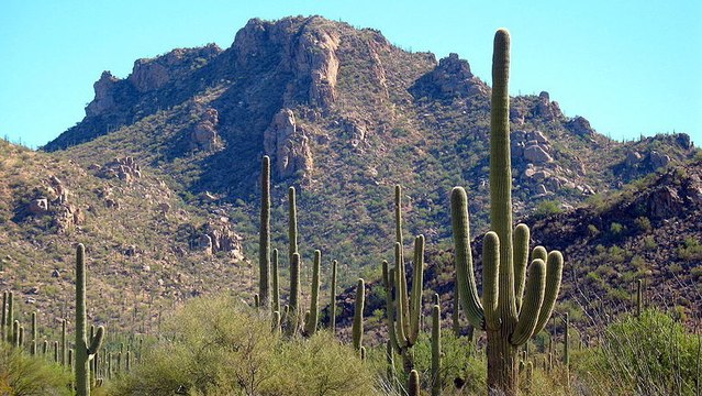 Des cactus victimes de vandalisme au Parc National de Saguaro en Arizona