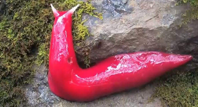 Une espèce inconnue de limace de couleur rose vient d’être découverte en Australie