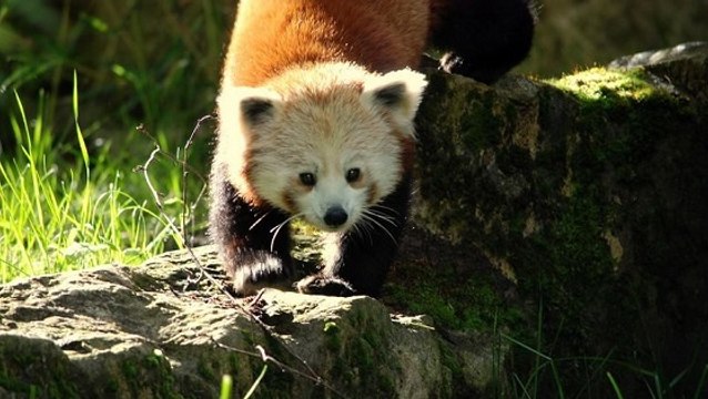 Un couple de panda roux pour sauvegarder l'espèce au zoo de Lyon