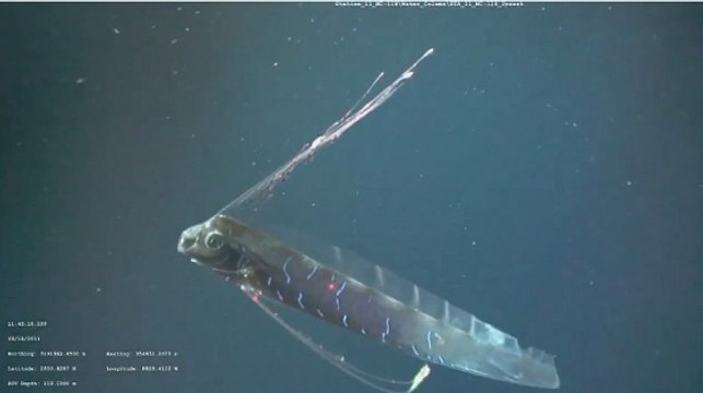 Le 'roi des harengs' observé dans les profondeurs du Golfe du Mexique