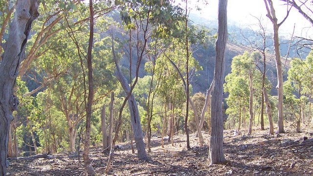 Incendies en Australie : les eucalyptus seraient-ils responsables des feux de forêts ?