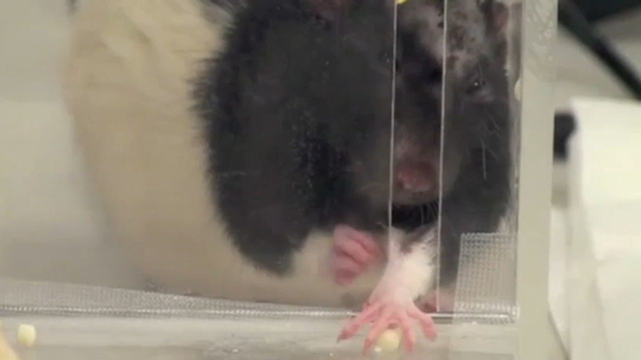 Une prothèse électronique parvient à soigner des lésions cérébrales chez des souris