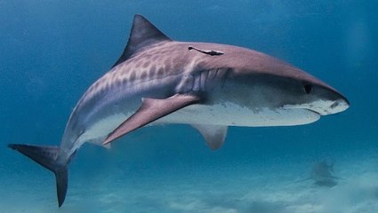 Un requin attaque une jeune fille sur une plage brésilienne