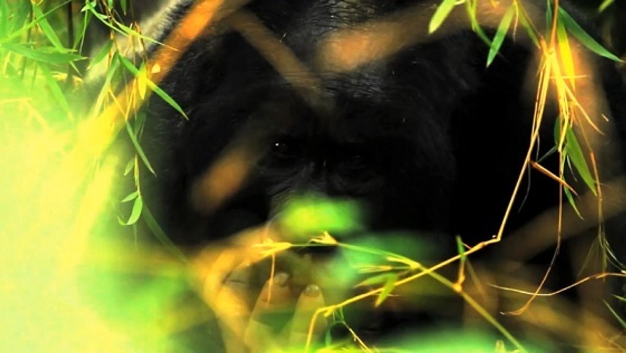 Le parc national des Virunga menacé par l'exploitation pétrolière au Congo