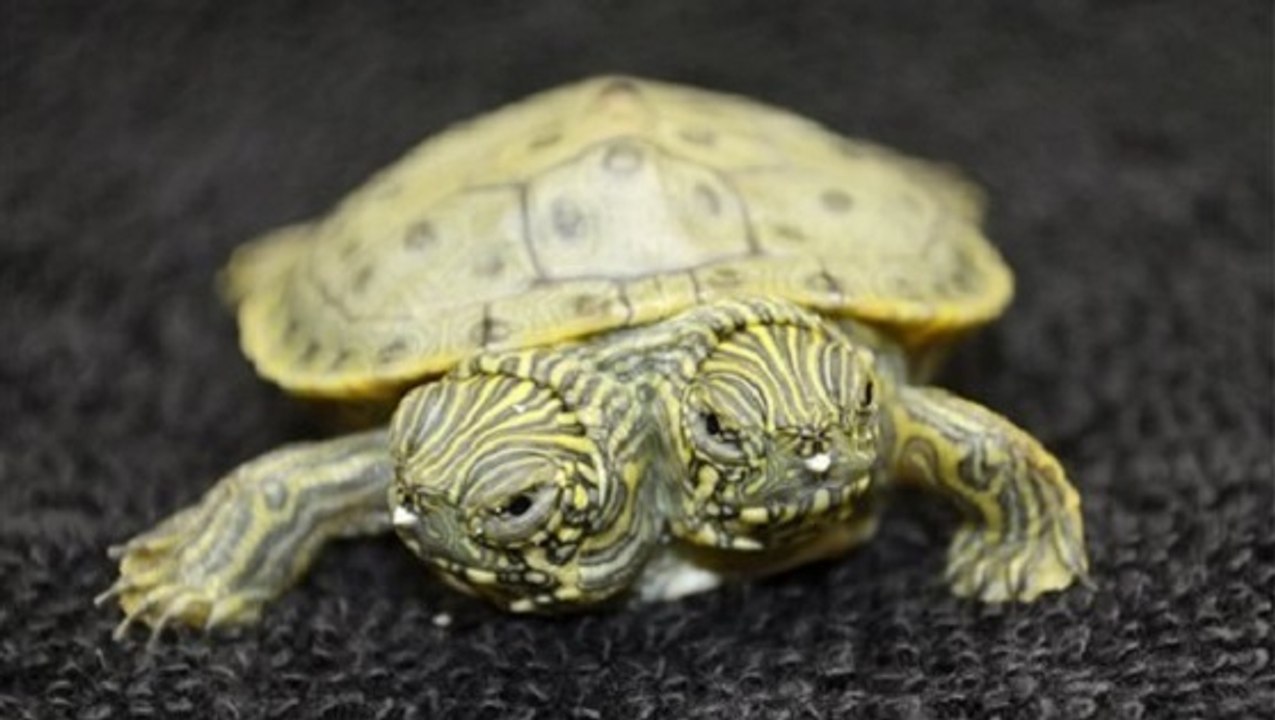 Une tortue à deux têtes est née au zoo de San Antonio