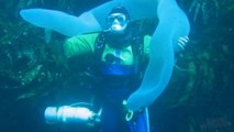 Une énorme créature des mers luminescente filmée dans les profondeurs