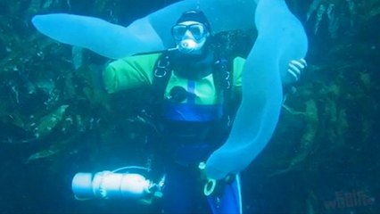 Une énorme créature des mers luminescente filmée dans les profondeurs