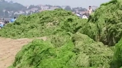 Algue verte : la Chine une nouvelle fois victime de la marée verte