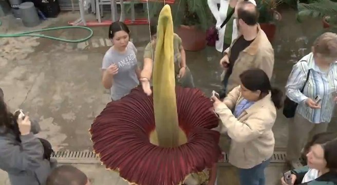 Arum Titan, la 'fleur-cadavre' est de nouveau en floraison à Bruxelles