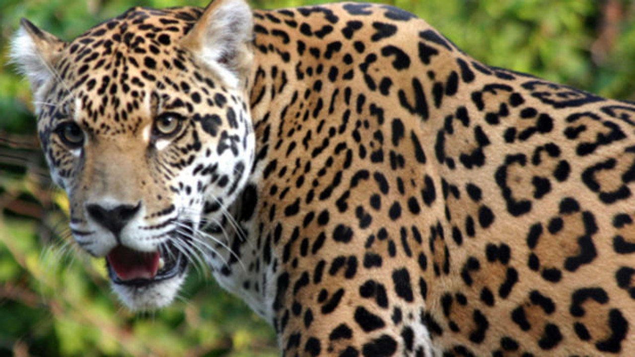 Nach Tötung eines Jaguars in Ecuador wird ein Mann zu sechs Monaten Gefängnis verurteilt