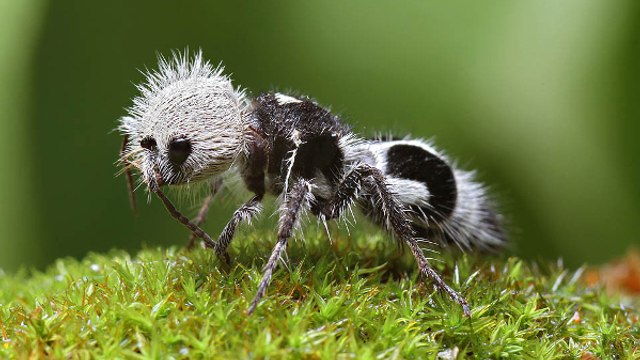 Le top 20 des animaux bizarres mais bien réels !