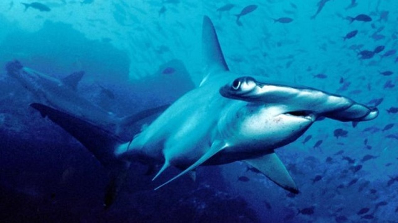 Une nouvelle espèce de requin-marteau identifiée aux Etats-Unis