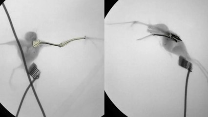 Les muscles de la chauve-souris, un modèle énergétique pour de futurs robots ?