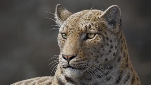 Un fossile du plus vieil ancêtre des grands félins découvert au Tibet