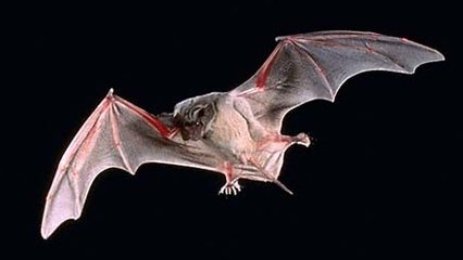 Les chauves-souris mâles, de véritables crooners