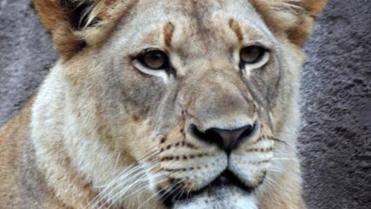 Un lion tue une lionne devant les visiteurs du...