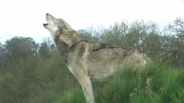 Des loups identifiés de façon infaillible grâce à leur hurlement