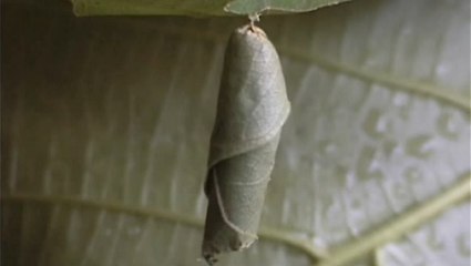 L'étonnante technique des chenilles asiatiques pour échapper au soleil