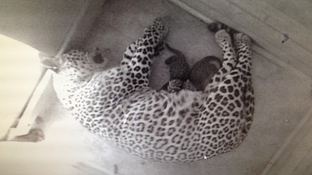 Deux petites panthères de Perse sont nées en Russie