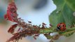 Biotop : quand les insectes se changent en armes naturelles pour protéger les plantes