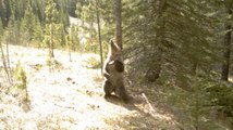 Des ours observés en pleine séance de grattage par une caméra cachée