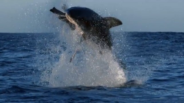 Une attaque de grand requin blanc filmée depuis le ciel