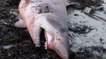 Un requin féroce s'échoue sur une plage en Bretagne