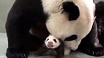Zoo de Taipei: le petit panda Yuan Zai et sa mère Yuan Yuan se retrouvent