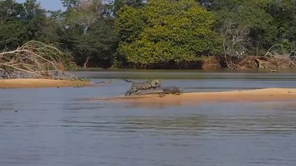 La redoutable rencontre entre un jaguar et un caïman filmée au Brésil