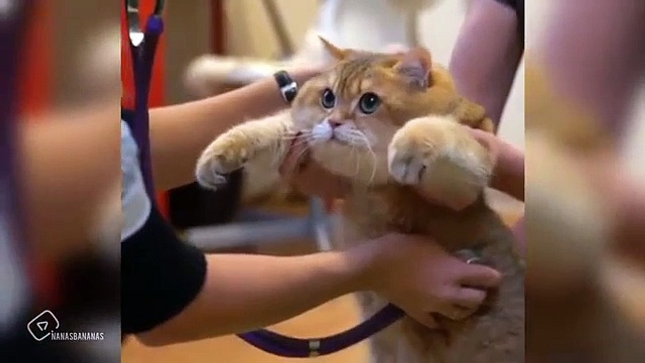 Kucing lucu yang akan bikin kalian ngakak guling-guling | Kucing dan Anjing | kucing lucu imut