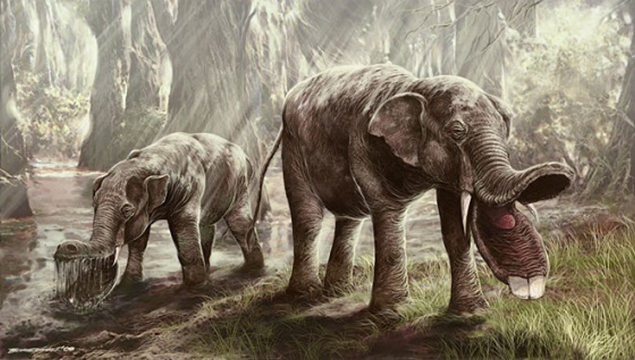 Le platybelodon, un éléphant préhistorique à la drôle de bouche en forme de pelle