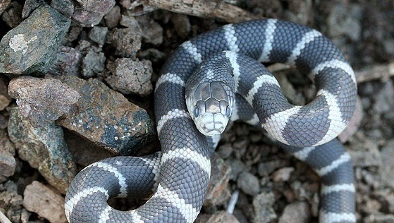 L'ancêtre des serpents et des lézards ne pondait vraisemblablement pas d'oeufs