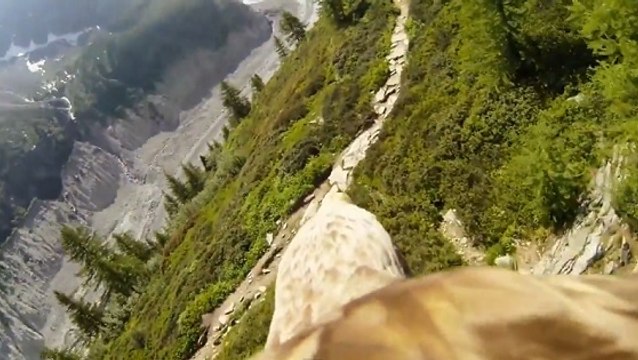 Vivez un vol extraordinaire sur le dos d'un aigle équipé d'une caméra