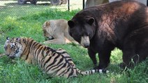 Un ours, un lion et un tigre devenus amis pour la vie