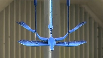Le Microraptor, un dinosaure à plumes qui était capable de planer