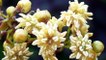 Amborella, l'une des plus vieilles plantes à fleurs dévoile ses secrets