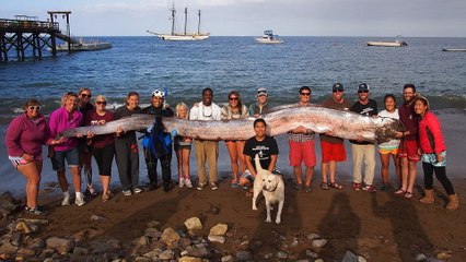 Un gigantesque régalec, le plus grand poisson osseux du monde, découvert en Californie