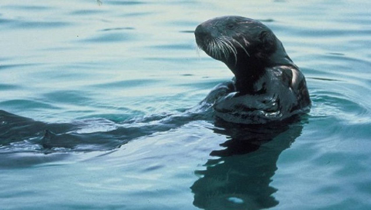 Bientôt des loutres de mer sauvages en direct sur le web ?