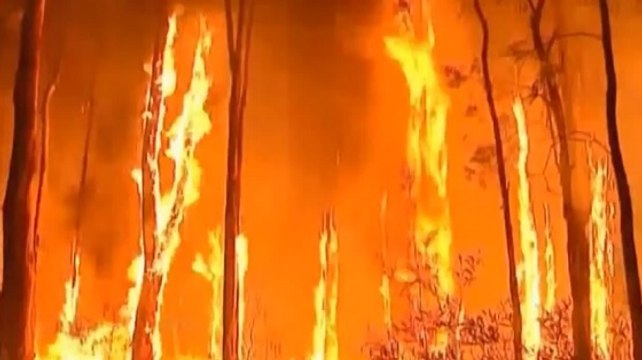 Incendies en Australie : les flammes menacent aussi les koalas et walibis