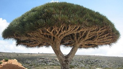 Socotra, le 'monde perdu' aux plantes vieilles de 20 millions d'années